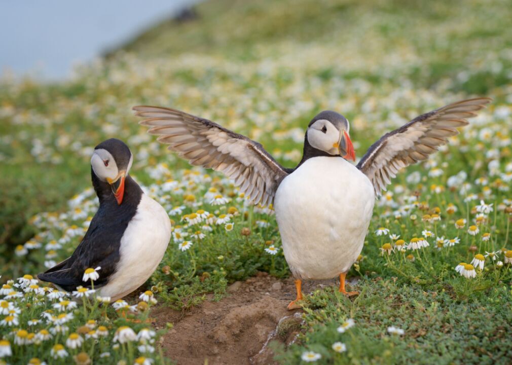 Puffins